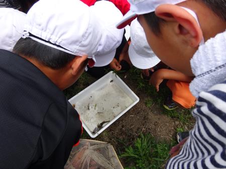 川にすむ生き物を観察中2