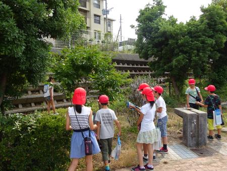 吉野の里ビオトープ公園で桜の木を調査中