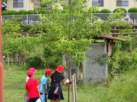 吉野の里ビオトープ公園で桜の木を調査中2