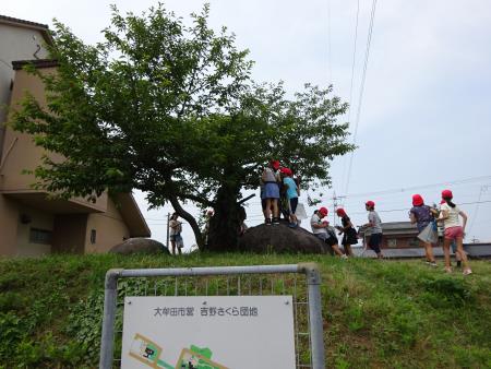 「吉野さくら団地」と名前に「さくら」がついています