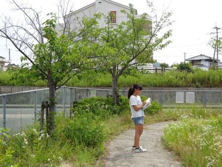 たちばな公園を調査中