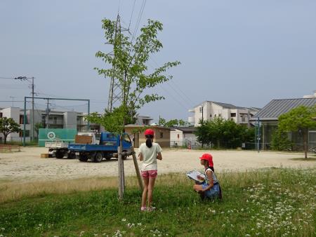 たちばな公園を調査中2