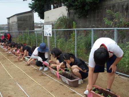 駐車場の一画に並んでヒマワリの苗を植える宮原中の生徒