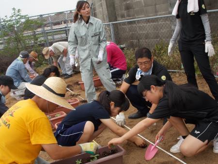 地域の方々と協力してヒマワリの苗を植える宮原中生徒