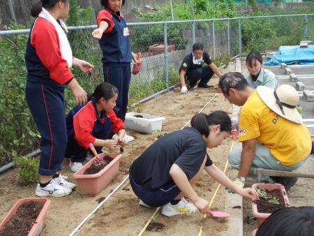 みんなで協力してヒマワリの苗を植える宮原中生徒